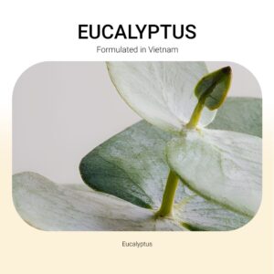 ba-tang-huong-tinh-dau-eucalyptus