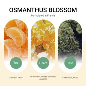 ba-tang-huong-tinh-dau-osmanthus-blossom