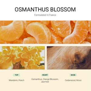 ba-tang-huong-xit-thom-vai-osmanthus-blossom