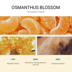 ba-tang-huong-xit-thom-vai-osmanthus-blossom