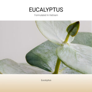 tang-huong-eucalyptus