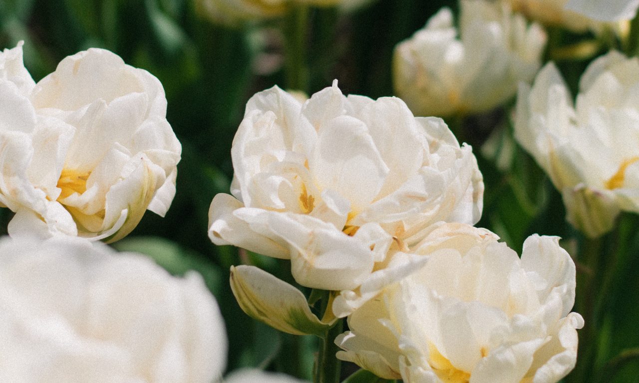 danh-muc-peace-collection-tinh-dau-nuoc-hoa-1