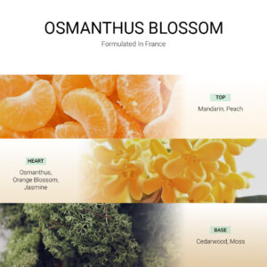 ba-tang-huong-tan-huong-osmanthus-blossom