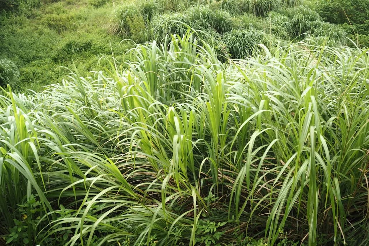 Tinh dầu sả chanh khử mùi rất tốt